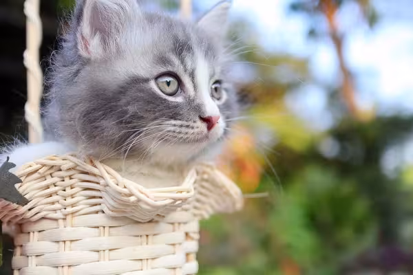 Gato Maine Coon cinza filhote dentro de cestinha