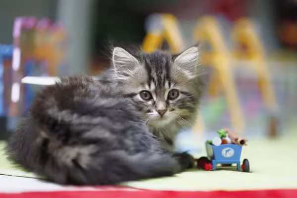 Gato de raça Maine Coon filhote com brinquedinho do lado