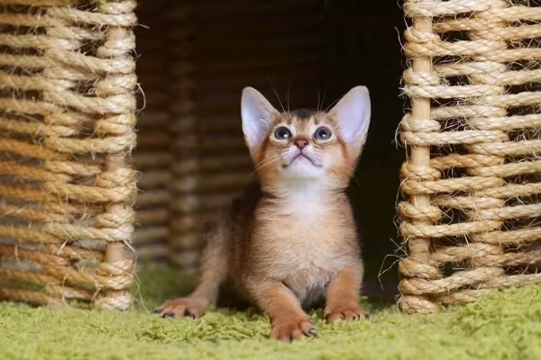 O filhote de gato Abissínio é muito curioso, traço marcante de sua personalidade inteligente