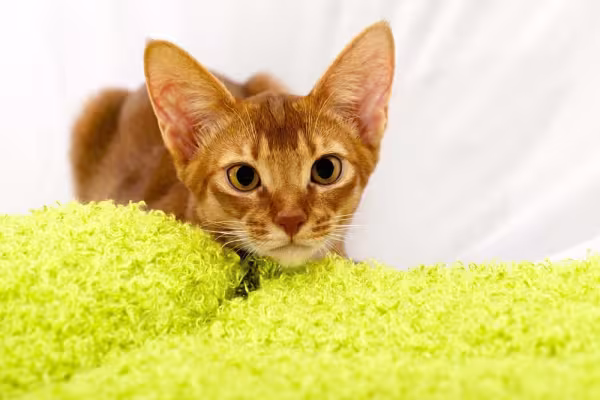 O gato Abissínio filhote possui um jeitinho dócil e ama ficar com a família
