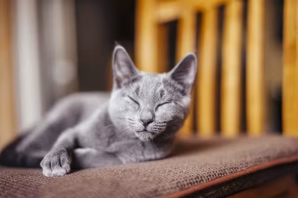 Assim como todo bom gato, Azul Russo também é fã de sonequinha