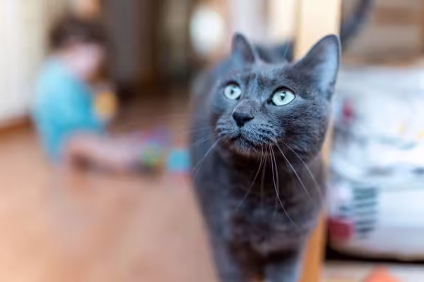 O gato Blue se dá bem com crianças, adultos e idosos