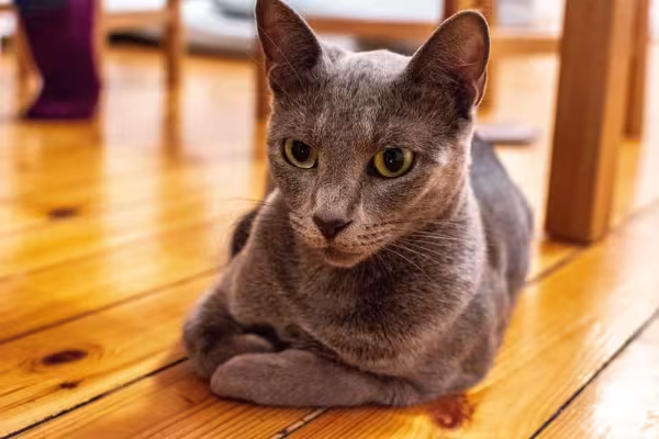 O gato Azul Russo vive bem em família e não costuma causar problemas