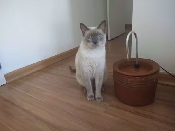 O Tom simplesmente ama sua fonte de água!