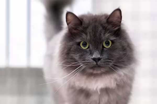 Qual a raça de gato cinza nebelung