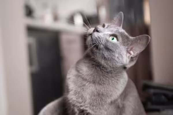 O gato cinza vira-lata é uma caixinha de surpresas