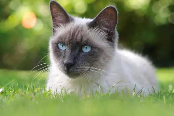 Gato Siamês cinza não é coberto por pelos muito escuros