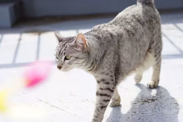 Gato cinza caminhando
