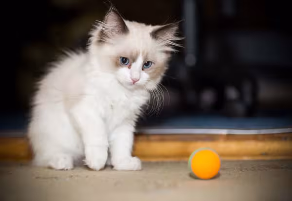 Filhote de gato Ragdoll pode aprender muitos truques com adestramento