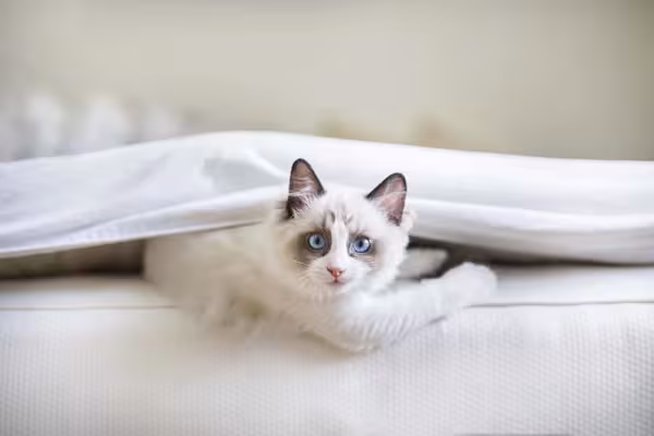 Ragdoll filhote: preço varia de acordo com características do animal