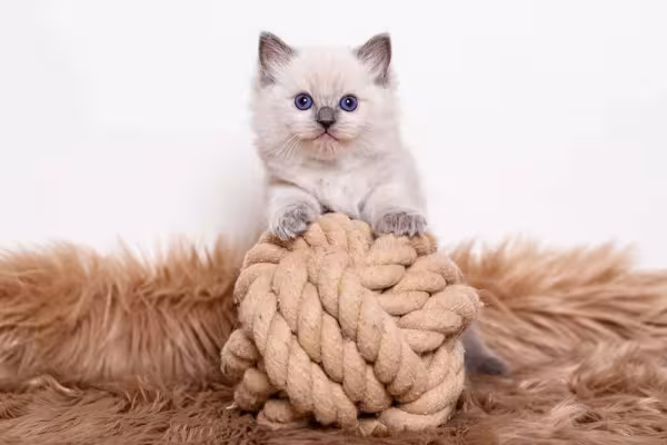Filhote de gato Ragdoll precisa de incentivo com brincadeira