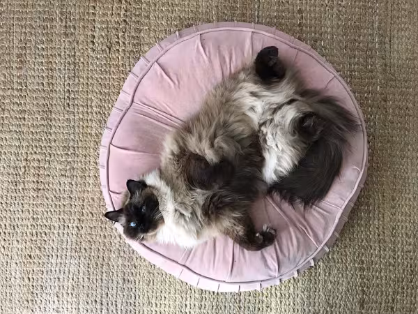 Ragdoll: cores no padrão de pelagem colorpoint são sempre mais escuras