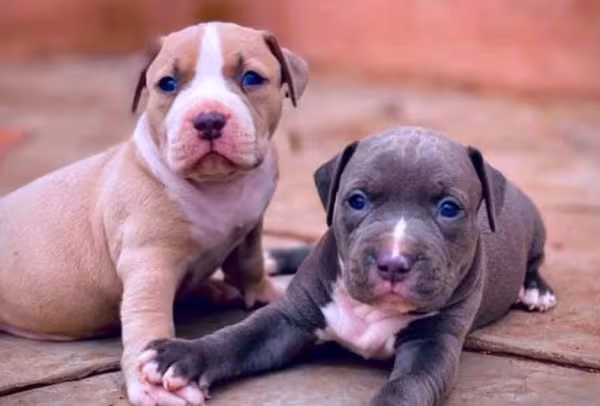 Dois filhotes de Pitbull deitados um do lado do outro