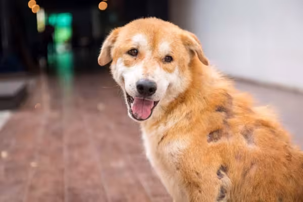 Algumas feridas na pele do cachorro podem causar queda de pelo