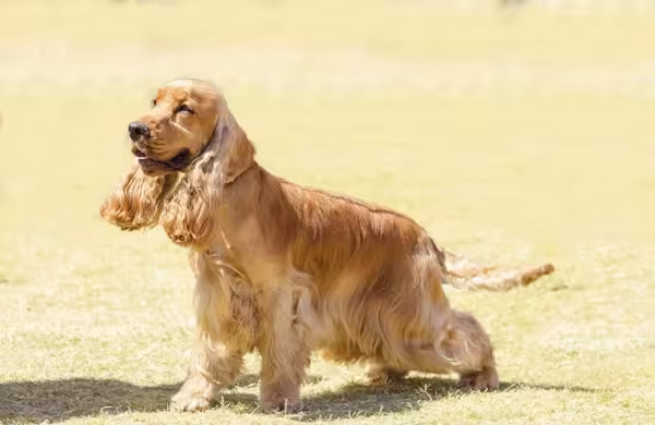 O Spaniel Inglês tem pelos sedosos que precisam de cuidados frequente