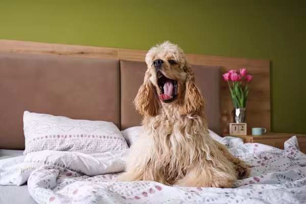 O cão Cocker Spaniel Americano é considerado uma variação do Spaniel Inglês