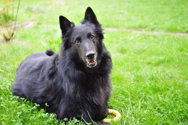 O Pastor Belga Groenendael tem a pelagem completamente preta, sem manchas mais claras