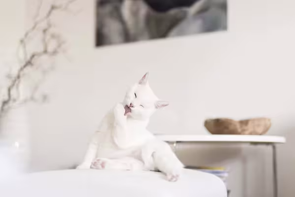 Sonhar com gato pode ter diferentes interpretações