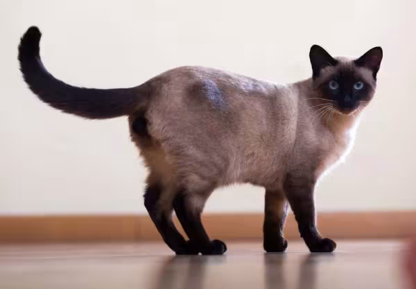 Nas fotos de gatos siameses da para ver as extremidades mais escuras que o resto do corpo