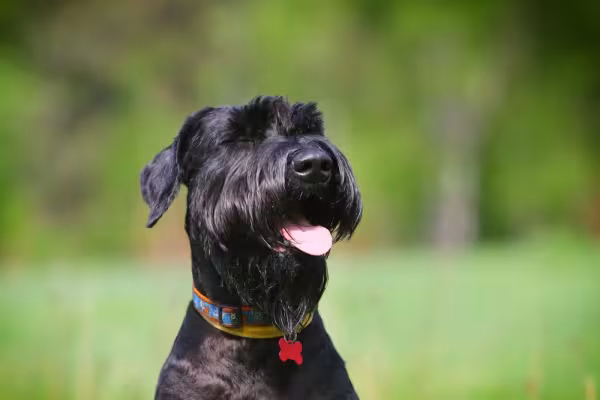 Schnauzer gigante preto é super popular e queridinho