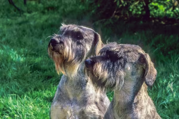 Schnauzer gigante: cachorro com as cores