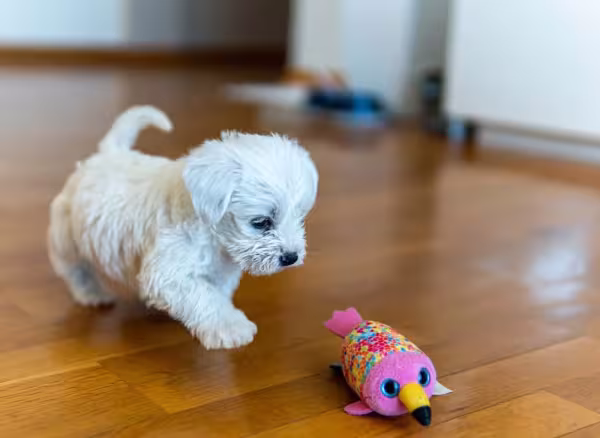 Filhote de Maltês indo em direção a um brinquedo