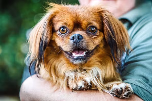 O Pequinês é um adorável cachorro pequeno e peludo