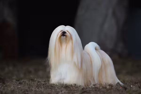 O Lhasa Apso é um cachorro pequeno peludo conhecido por seus longos fios lisos