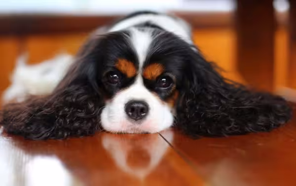 As orelhas do cachorro pequeno peludo Charles Spaniel são bem grandes e volumosas