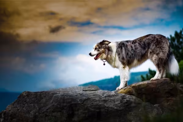 Border Collie blue merle tricolor apresenta a pelagem branca com outros dois tons de manchas