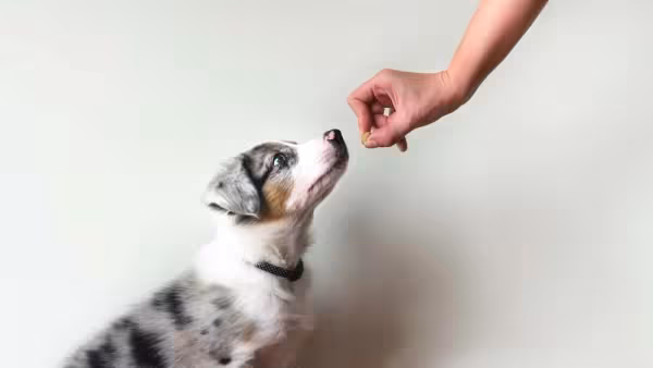 Border Collie blue merle tricolor: adestramento é muito importante para o peludo