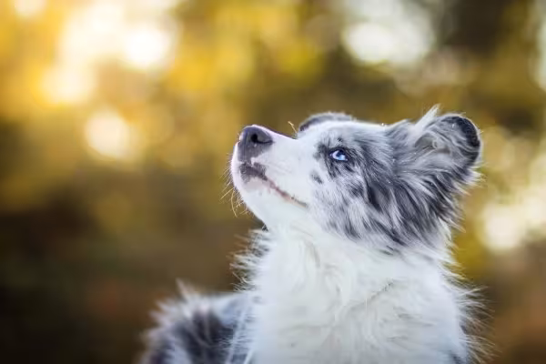 Os olhos azuis do Border Collie azul merle fazem um ótimo constrate com a pelagem