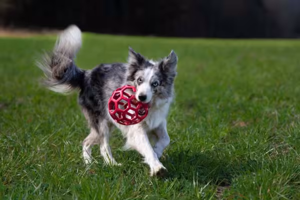 A beleza do Border Collie blue merle é única