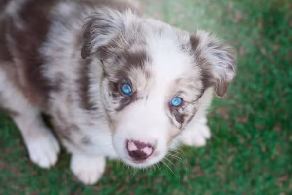 Um filhote de Border Collie merle nascerá com um padrão genético diferente dos outros cães da raça
