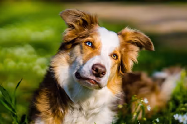 O Border Collie red merle tem tendência a nascer com heterocromia