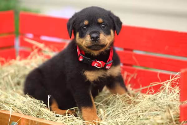 Rottweiler filhote