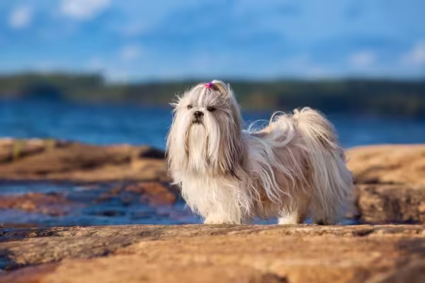 O Shih Tzu branco é uma das cores mais comuns da raça
