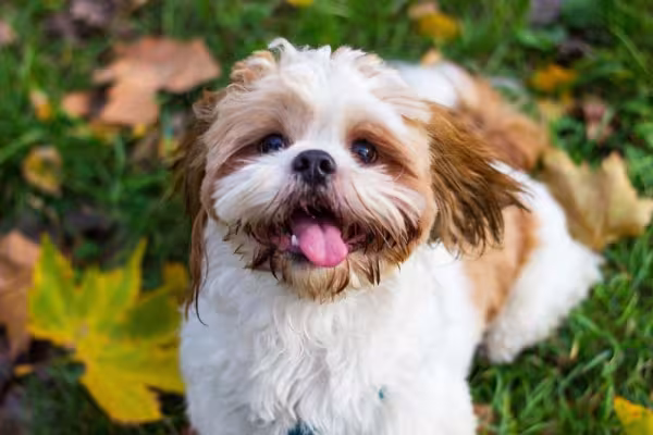 Shih Tzu caramelo e branco: uma combinação que deixa qualquer um apaixonado