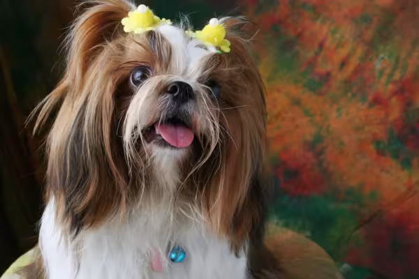 Shih Tzu: caracterí­sticas, como os olhos saltados, são tí­picas da raça