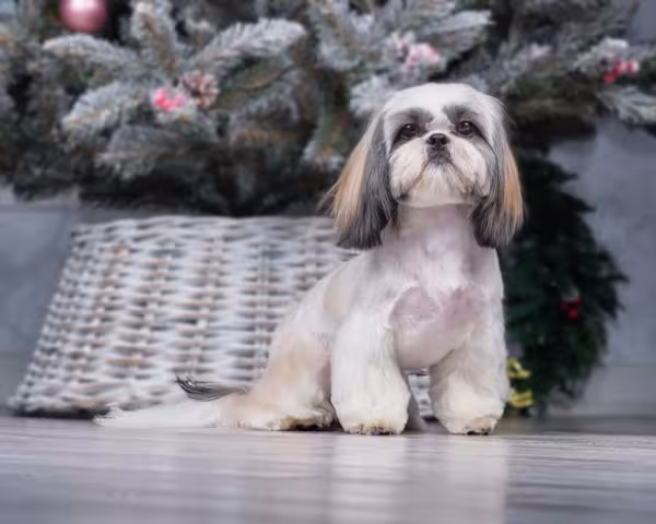 Shih Tzu: tamanho da raça é pequeno e não passa de 30 cm