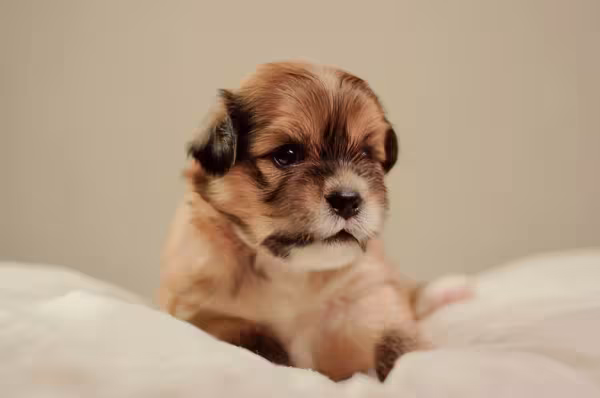 As fotos de Shih Tzu recém-nascido são apaixonantes