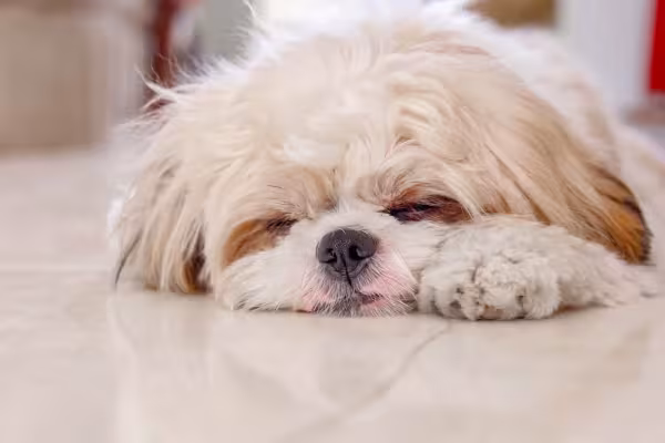 Shih Tzu filhote branco é um dos mais requisitados