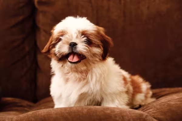 O Shih Tzu marrom e branco filhote faz muito sucesso