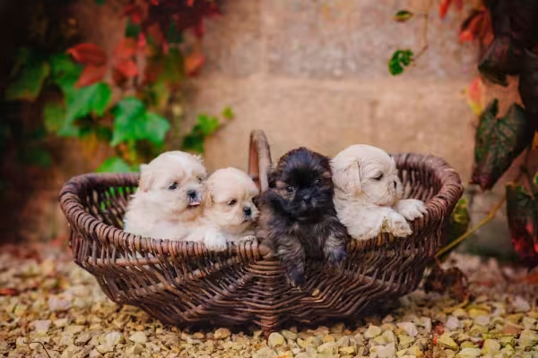 Shih Tzu recém-nascido: preto é raro, mas existe