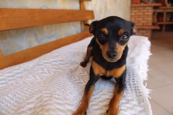 A raça Pinscher 1 pode ter pelagem mesclada em tons de marrom, preto e vermelho