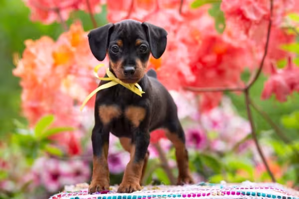 O filhote de Pinscher 1 é tão pequeninho que o tutor deve até ficar de olho por onde ele anda!
