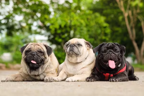 Três Pugs com cores diferentes