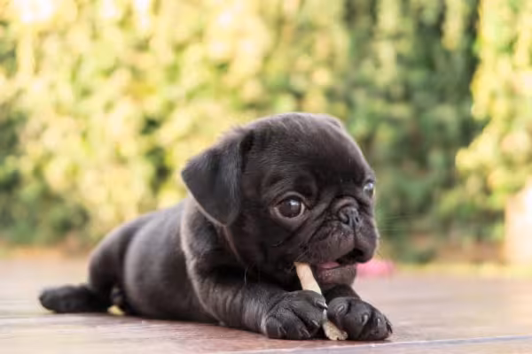 Pug deitado mordendo brinquedo