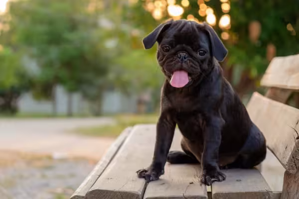 Pug sentado em banco de praça com língua de fora
