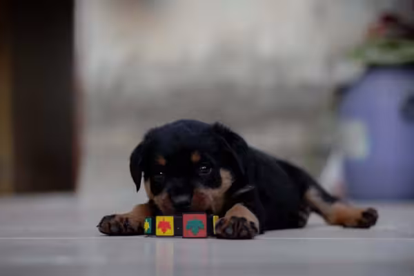 Gato e Rottweiler? Adestramento também pode ajudar na convivência com outros animais